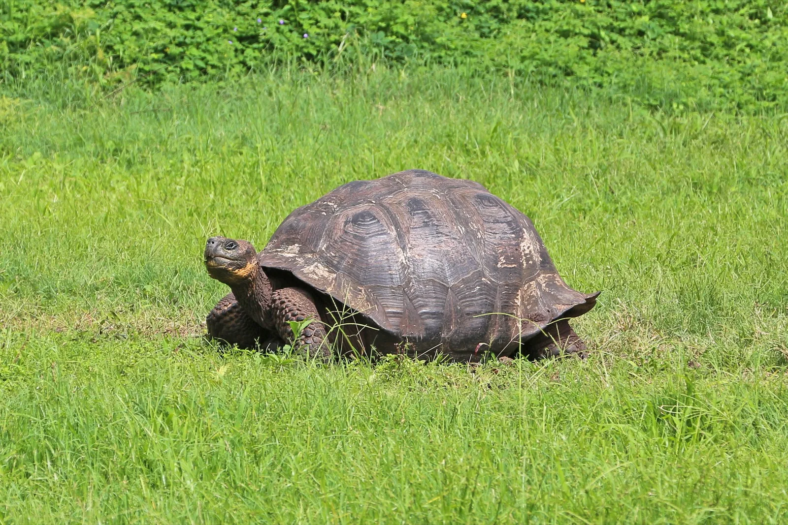 Giant tortoise in grassy Santa Cruz Island habitat in Galápagos National Park