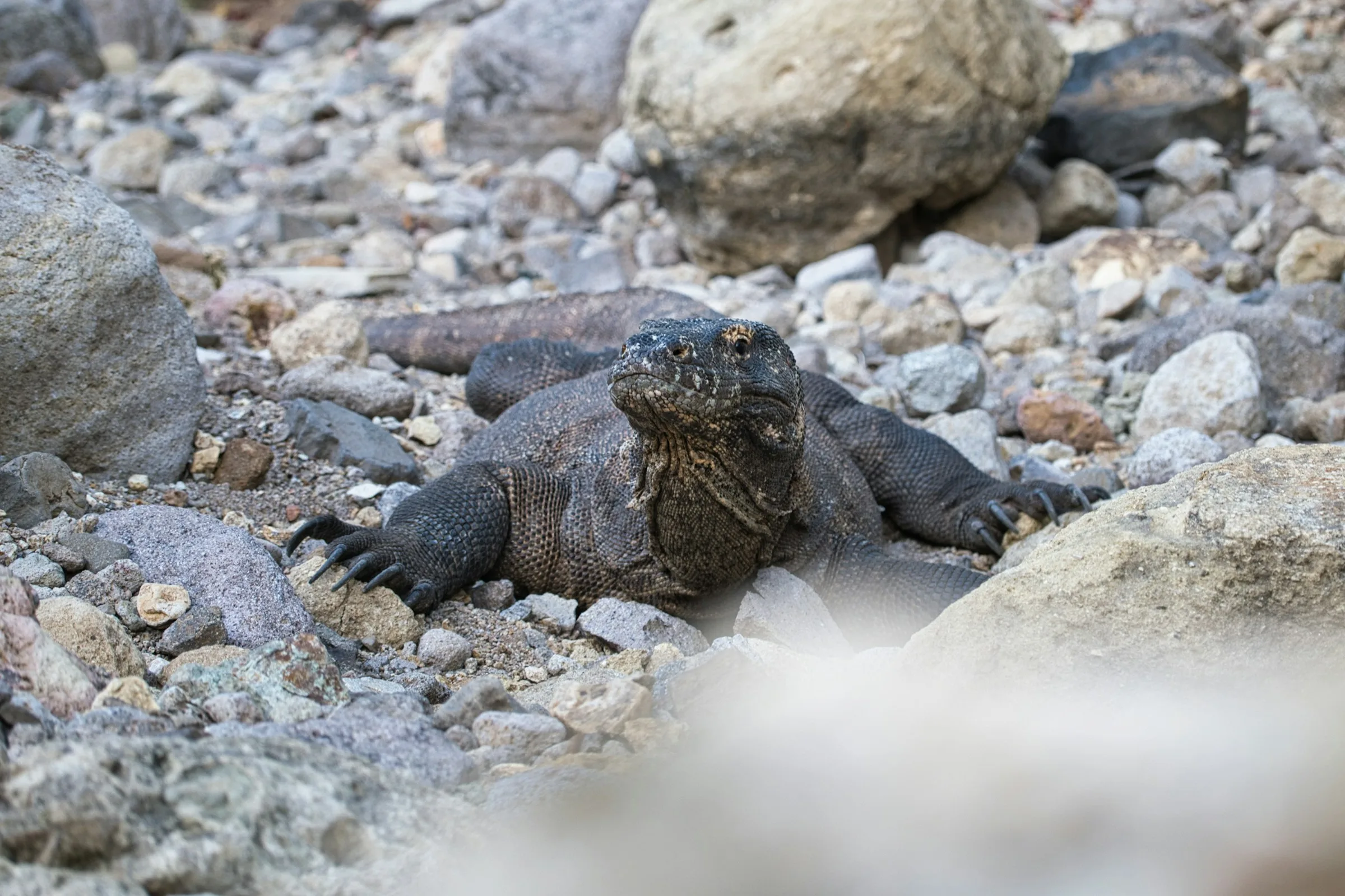 A Komodo dragon photographed from a responsible ranger-managed distance