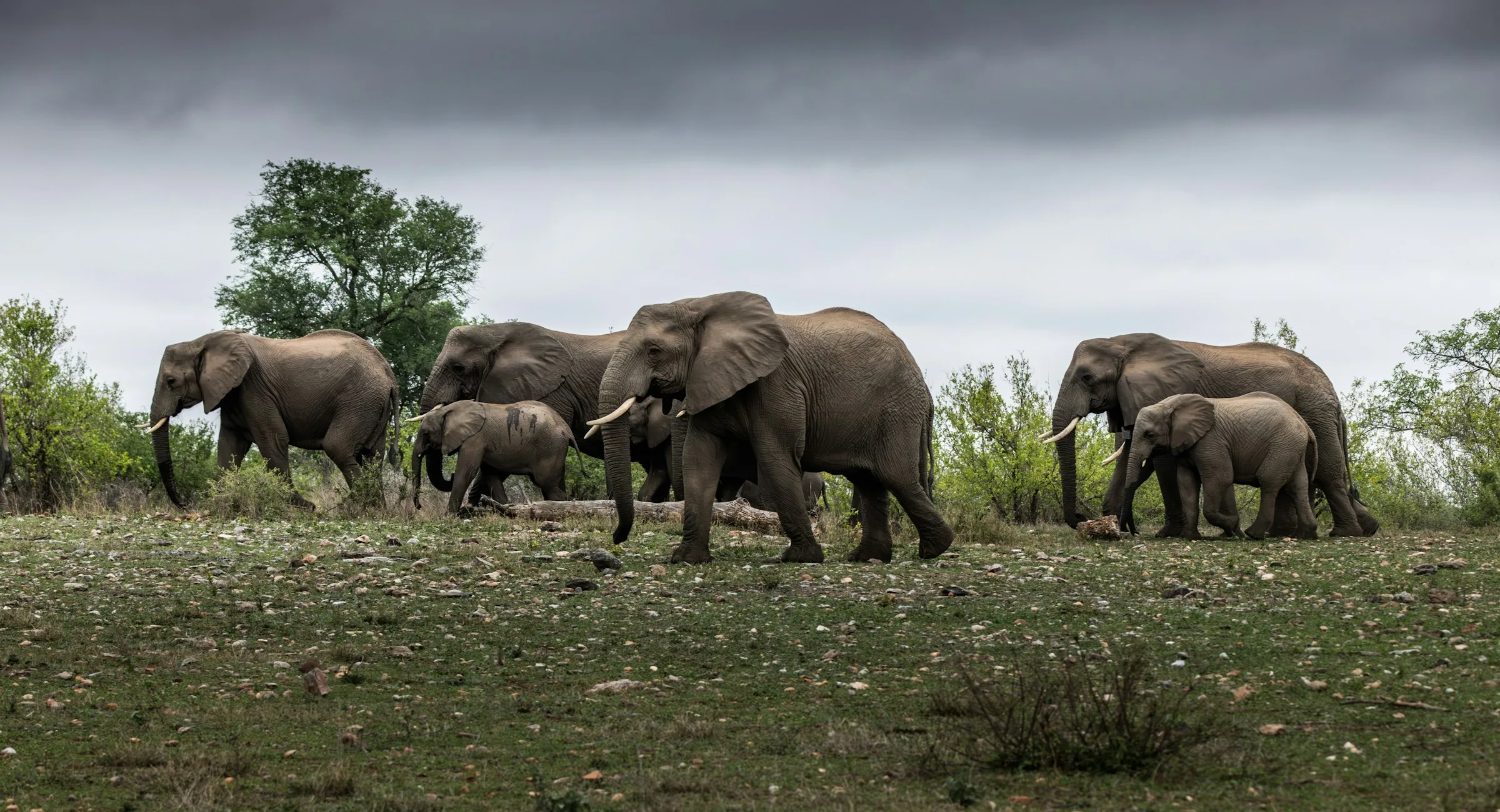 Elephants crossing open grassland in Kruger National Park at a safe distance