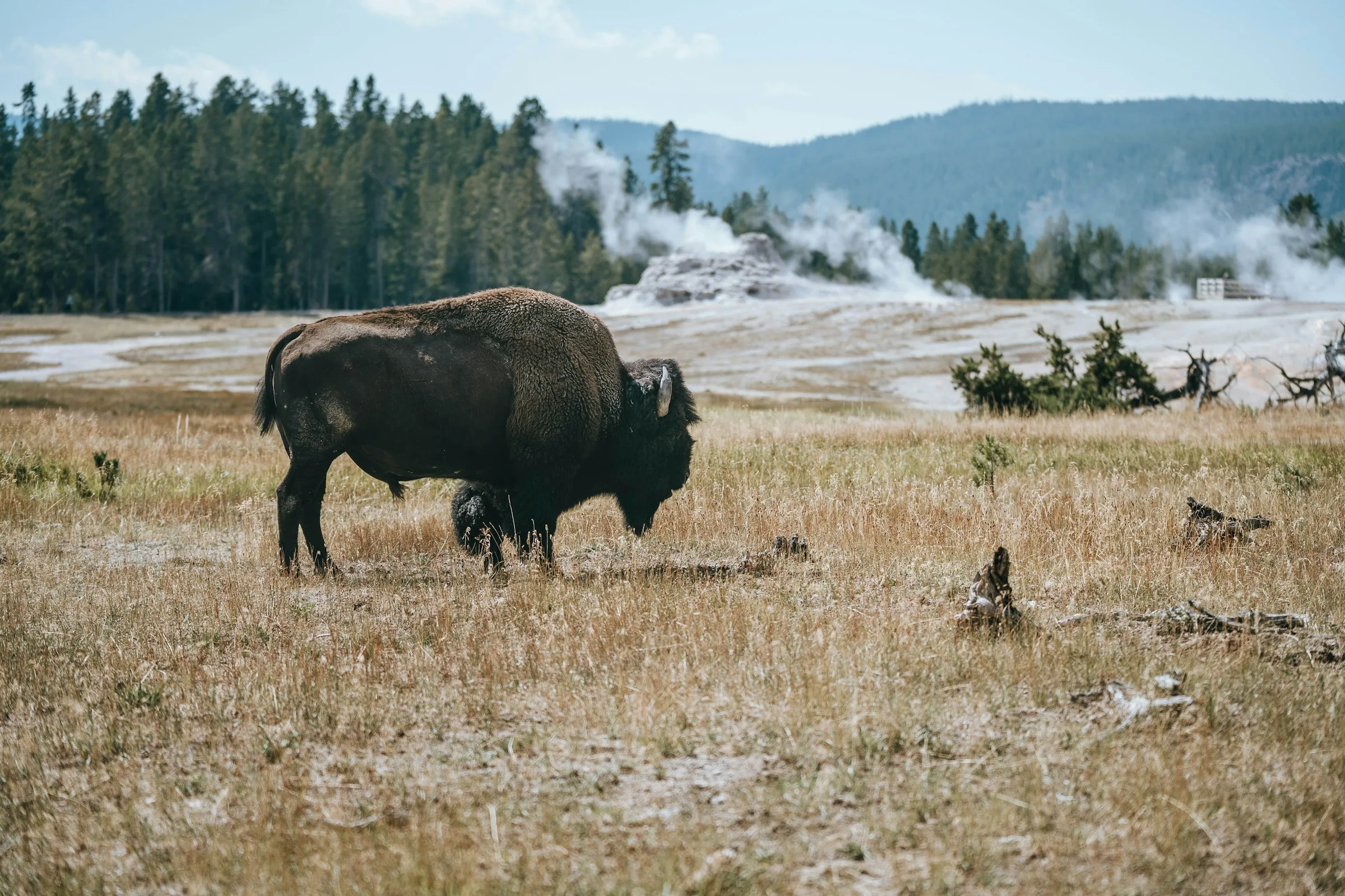 A bison standing at a responsible distance in Yellowstone National Park